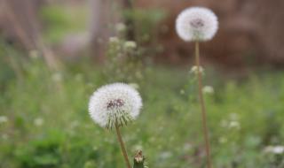 二年级种子传播仿写 二年级种子传播仿写